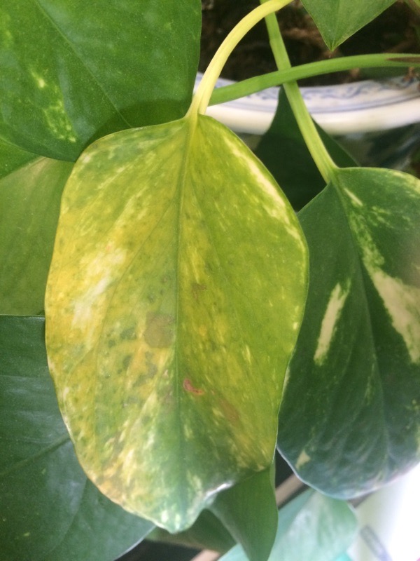 Leaves turning yellow indoor plant