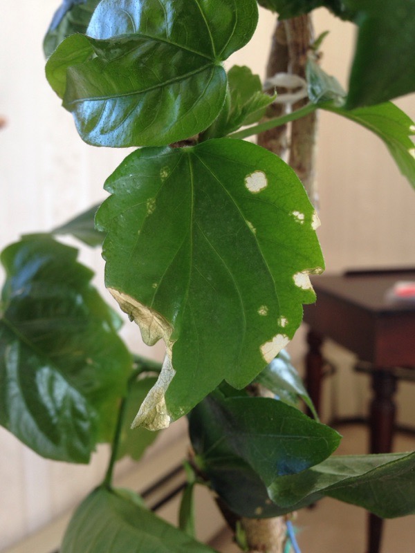 Spots On Hibiscus Leaves