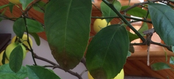 Ailing Lemon Tree