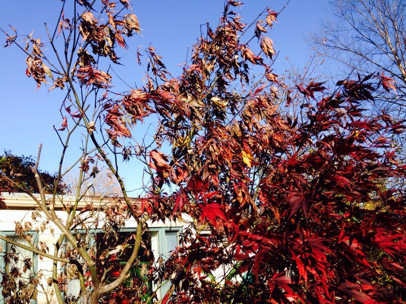 Japanese Maple Tree Bark Diseases Pictures - nacionefimera