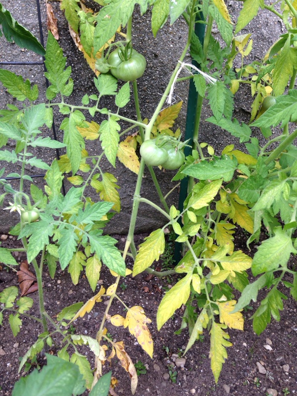 Tomato Deficiency Chart