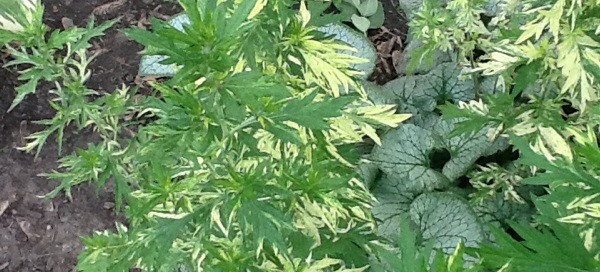 Variegated Mugwort Artemisia