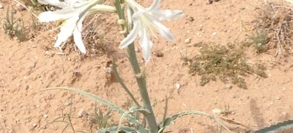 Desert Lily Or Ajo Lily