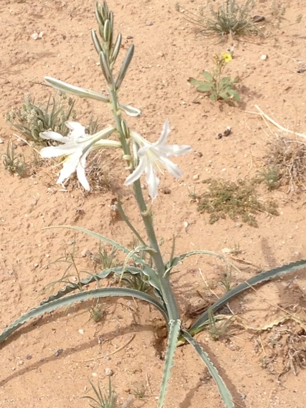 Desert Lily Or Ajo Lily
