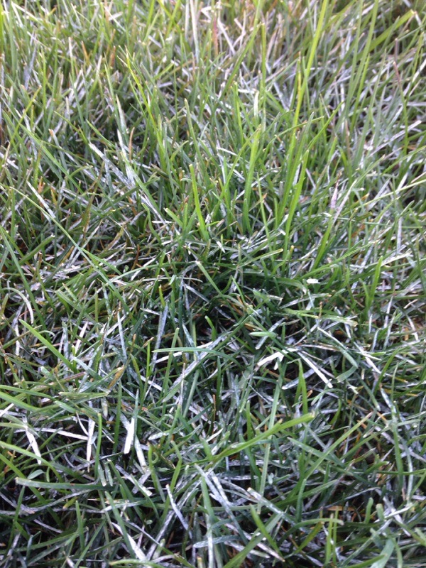 Powdery Mildew On Turf Grass