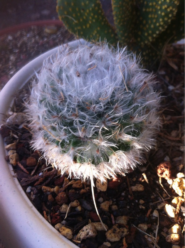 Powder Puff  Snowball Cactus