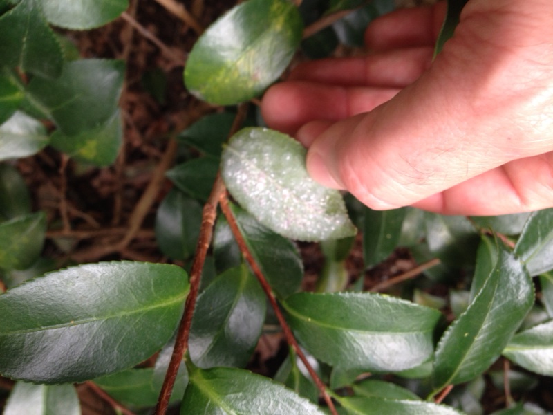 Scale Insects On Camellia
