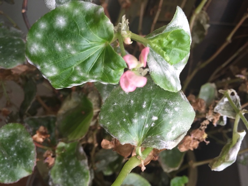 Gray Mold On Begonia