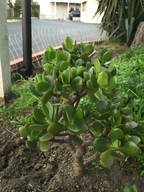 How to use jade plants in the garden