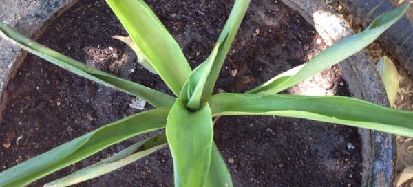 Curling Yucca Leaves