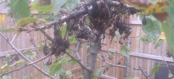Fungi Brown Rot Or Botrytis On Cherry