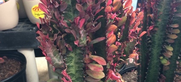 Royal Red Good Luck Plant