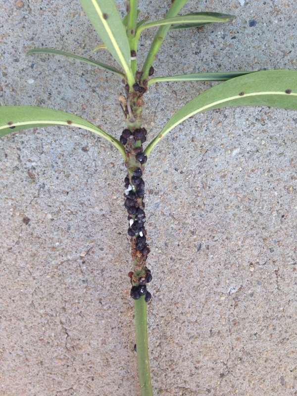 Scale Insects On Oleander