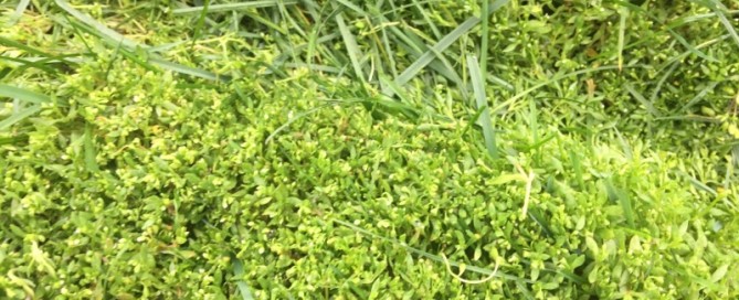 Moss In Turfgrass