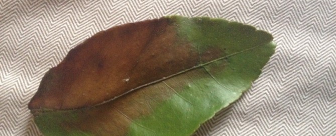 Lime Tree Leaf Problem