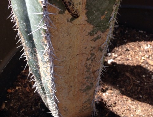 Scale On Cactus