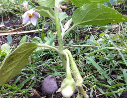 Eggplant  General