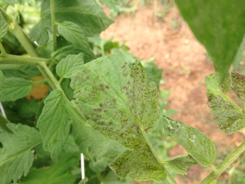 Bacterial Leaf Spot Or Tomato Leaf Spot