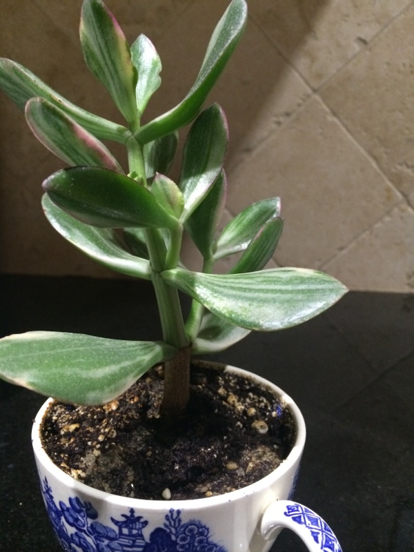 Varigated jade plant care