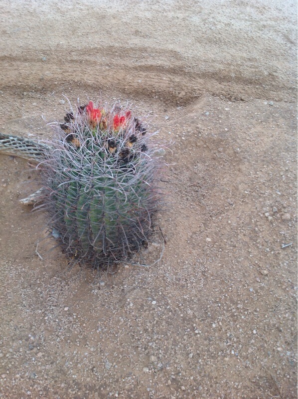 Arizona Fishhook Barrel Cactus