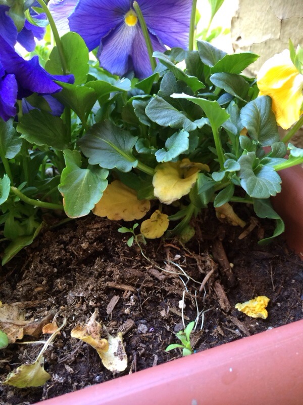 Pansy Problem With Yellow Leaves