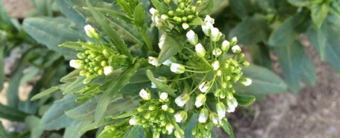White Tophoary Cress