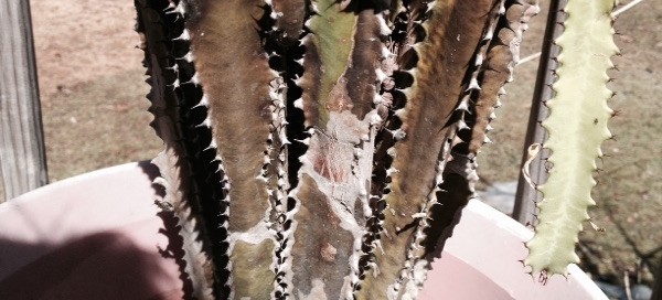 Cactus Rot