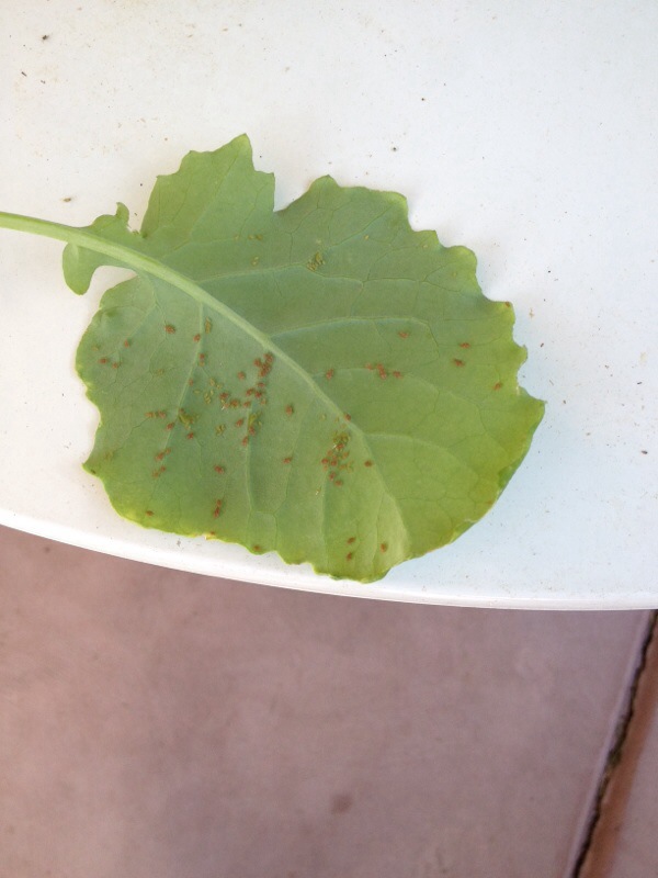 removing aphids from fruit trees