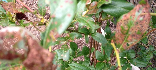 Leafspot On Blueberry