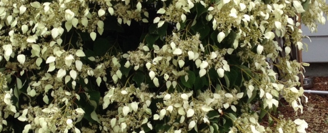 Climbing Hydrangea