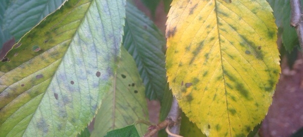Yellowing Leaves On Cherry