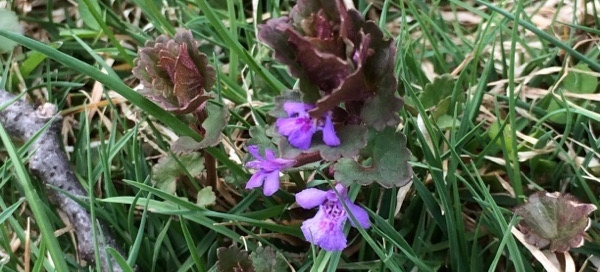 Ground Ivy Or Creeping Charlie