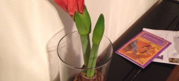 Amaryllis Bulb