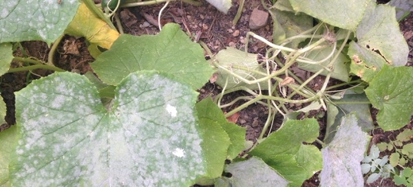 Powdery Mildew On Zucchini