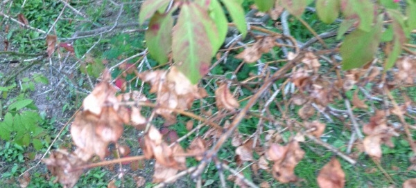 Dying Burning Bush