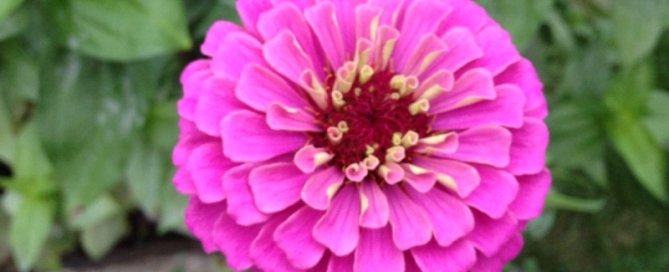 Powdery Mildew On Zinnias