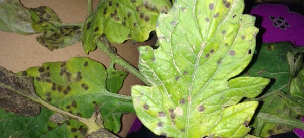 Septoria Leaf Spot