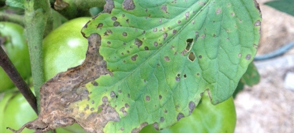 Leaf Spot On Tomato