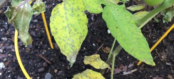 Septoria Leaf Spot