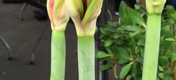 Amaryllis Bulb