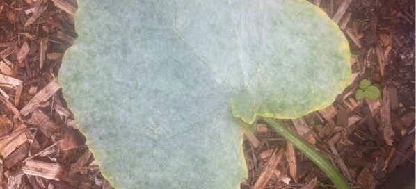 Powdery Mildew