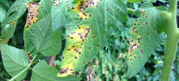 Bacterial Leaf Spot Early Blight Or Other Fungal Issues Tomatoes
