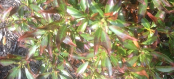Browned Leaves On Mountain Laurel