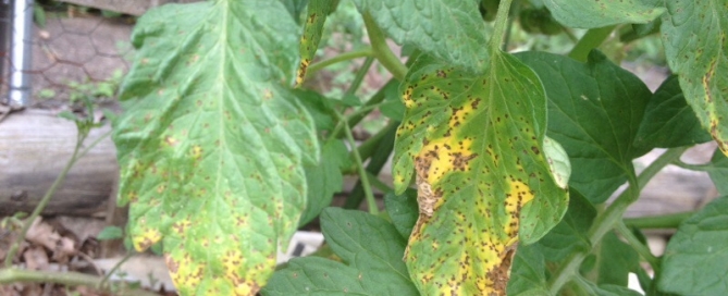 Septoria Leaf Spot