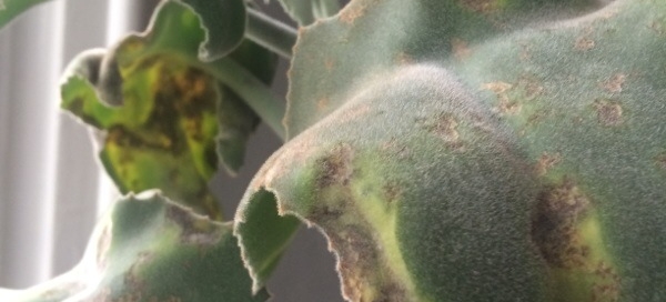 Leaf Spot On Succulent