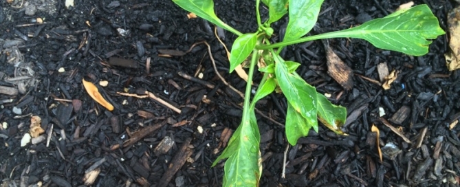 Pepper With Failure To Thrive