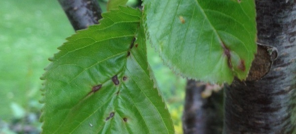Cherry Leaf Spot