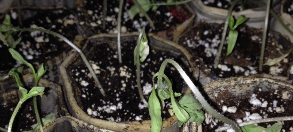 Seed Starting Issues