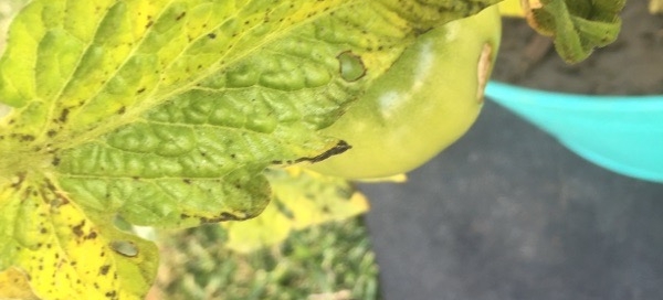 Leaf Spot On Tomato