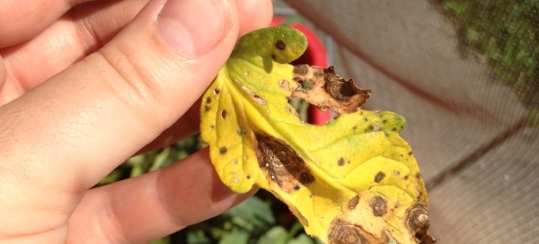 Septoria Leaf Spot